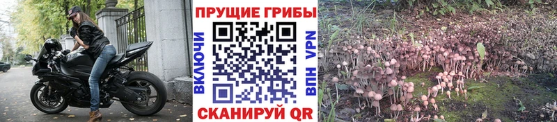 где купить наркоту  hydra вход  Псилоцибиновые грибы мухоморы  Мурино 